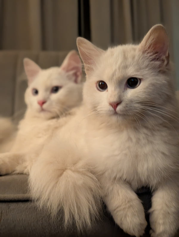 Luna & Enzo Spaghetti - Part of Aria's Clan