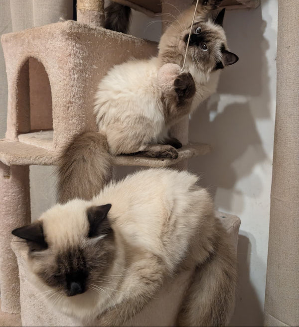 Chloe & Nala - Part of Aria's Clan