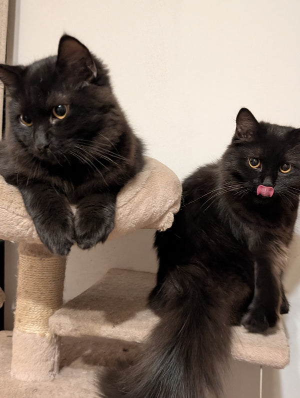 Nox & Teddy - Part of Aria's Clan